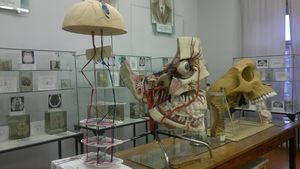 Студенты 1 курса ФПП посетили музей анатомии