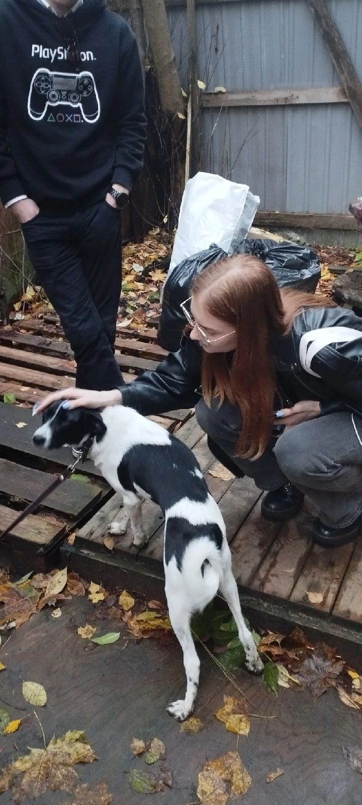 Студенты СПбГИПСР оказали помощь приюту для бездомных животных «Пушдомик»